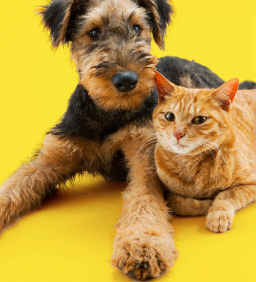 über hayes brothers katze und hund