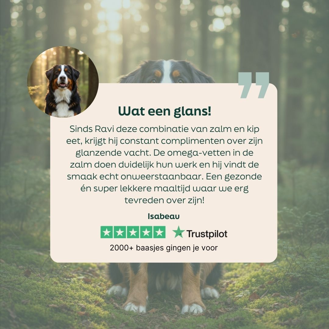hond, bernersennenhond, achtergrond vervaagd, ronde foto, bos