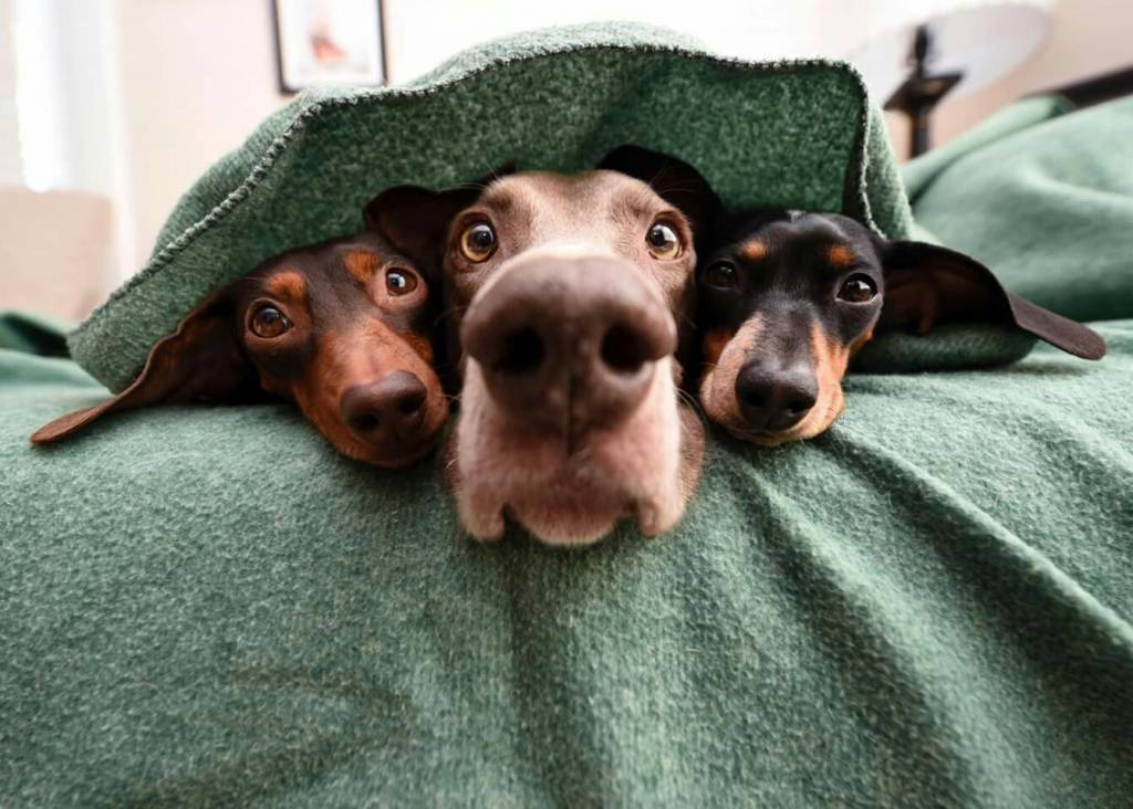 Bitte lächeln: So gelingt das Fotografieren von Hunden garantiert. Drei lustige Hunde stecken mit dem Kopf unter einer Decke hervor.