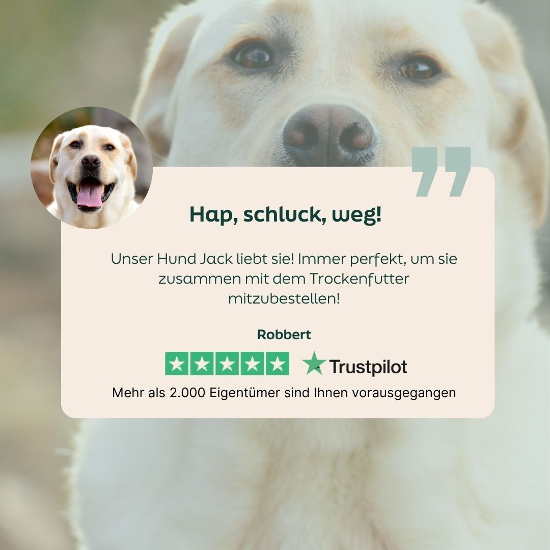 dog, yellow, face, collage, photo badge