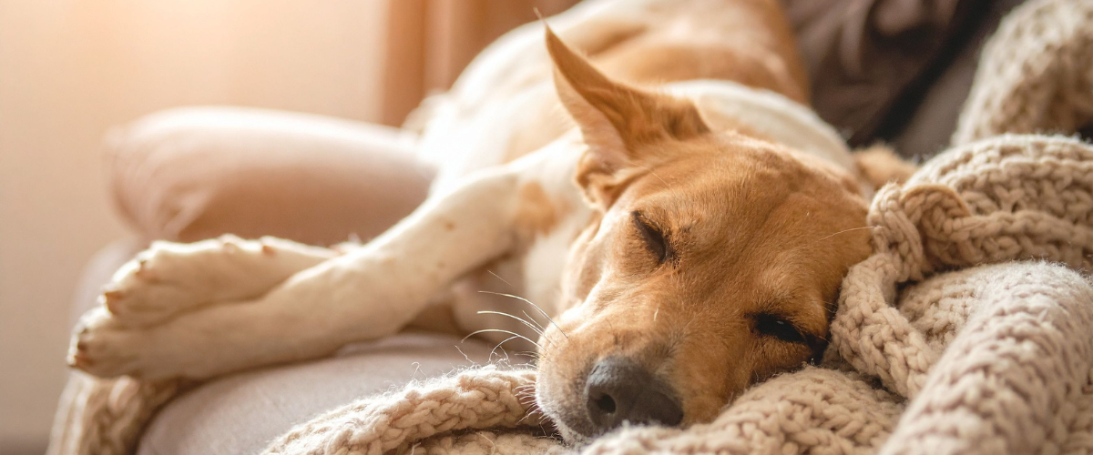 Wormen bij honden: waarom ze gevaarlijk zijn en wat je kunt doen Deken, Hond, Zoogdier, Huisdier