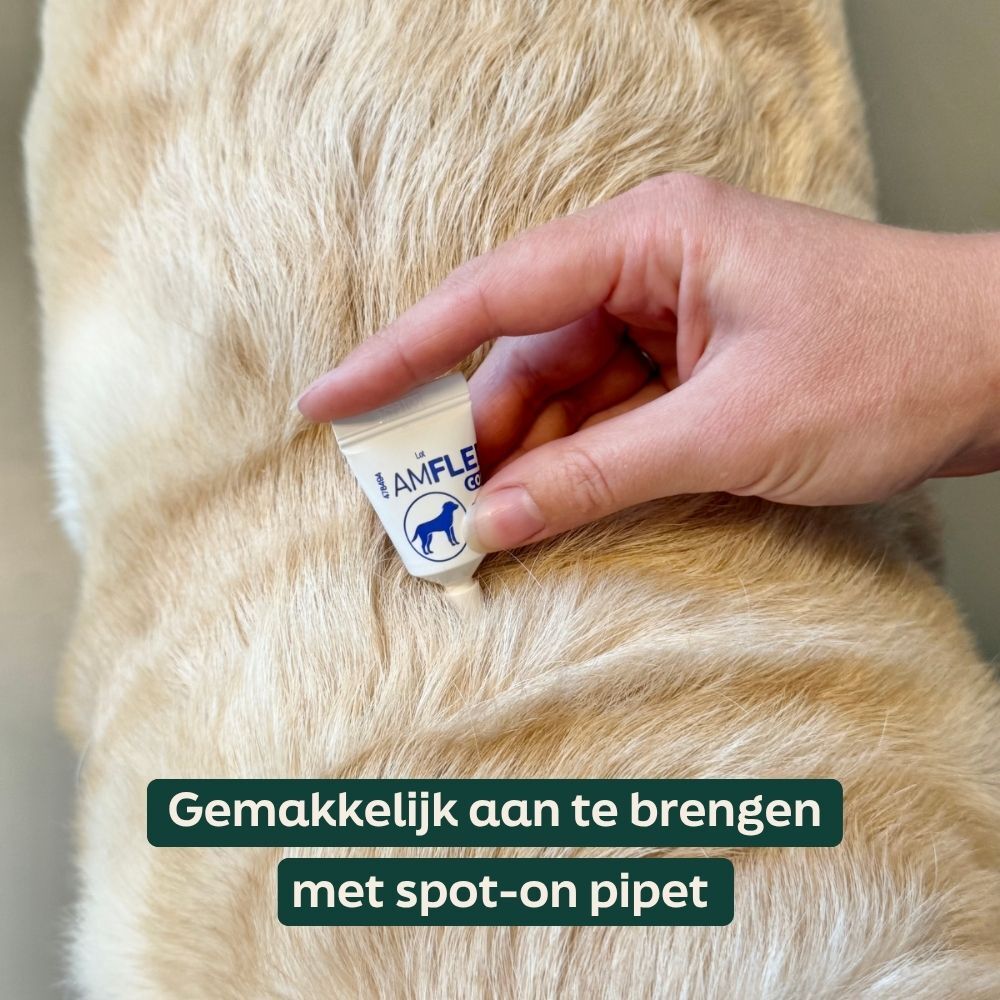 drank, hond, spot-on, fles, vlooienmiddel