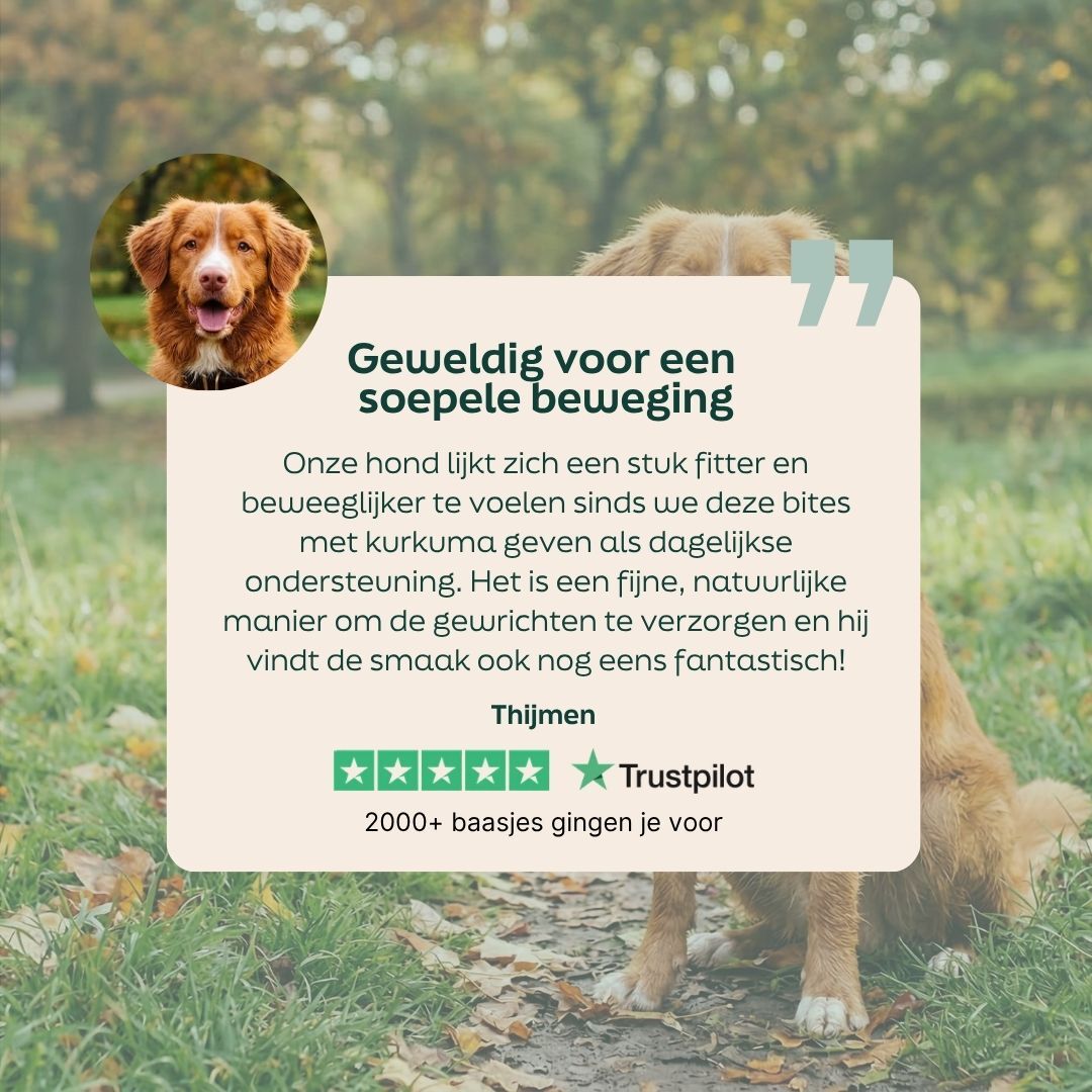 hond, huisdier, golden retriever, collage, foto