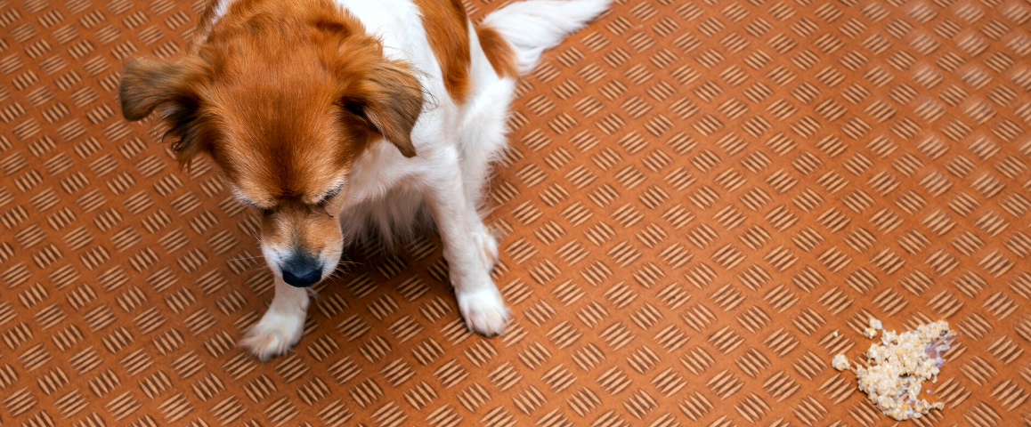 Gaat je hond overgeven door nieuw voer?
