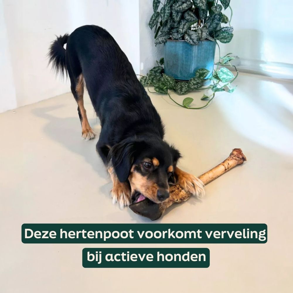hond, bot, kauw, zwart bruin, huisdier attributen