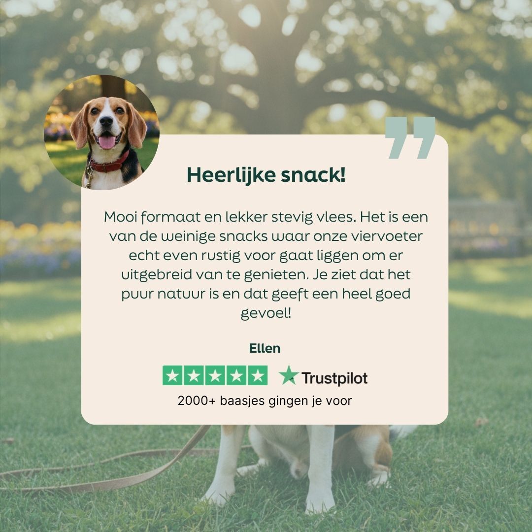 hond, beagle, halsband, riem, poster