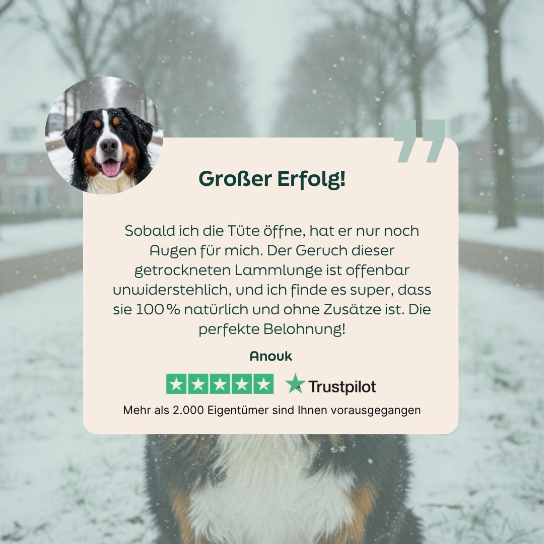 dog, bernese, snow, photo, quote