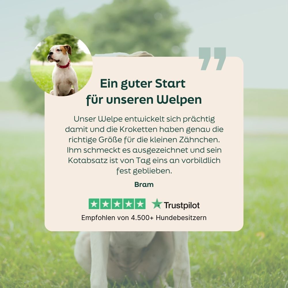 dog, collar, pet, leisure, outdoor