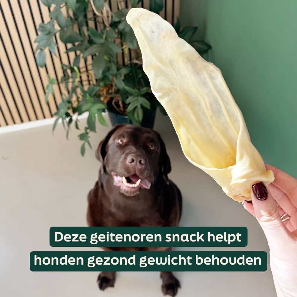 hond, bot, kauwmerk, kauwendig, snack