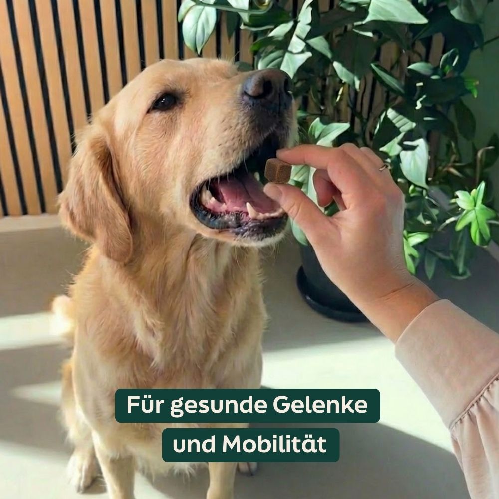Mobility Support Chews - 60 x 4g