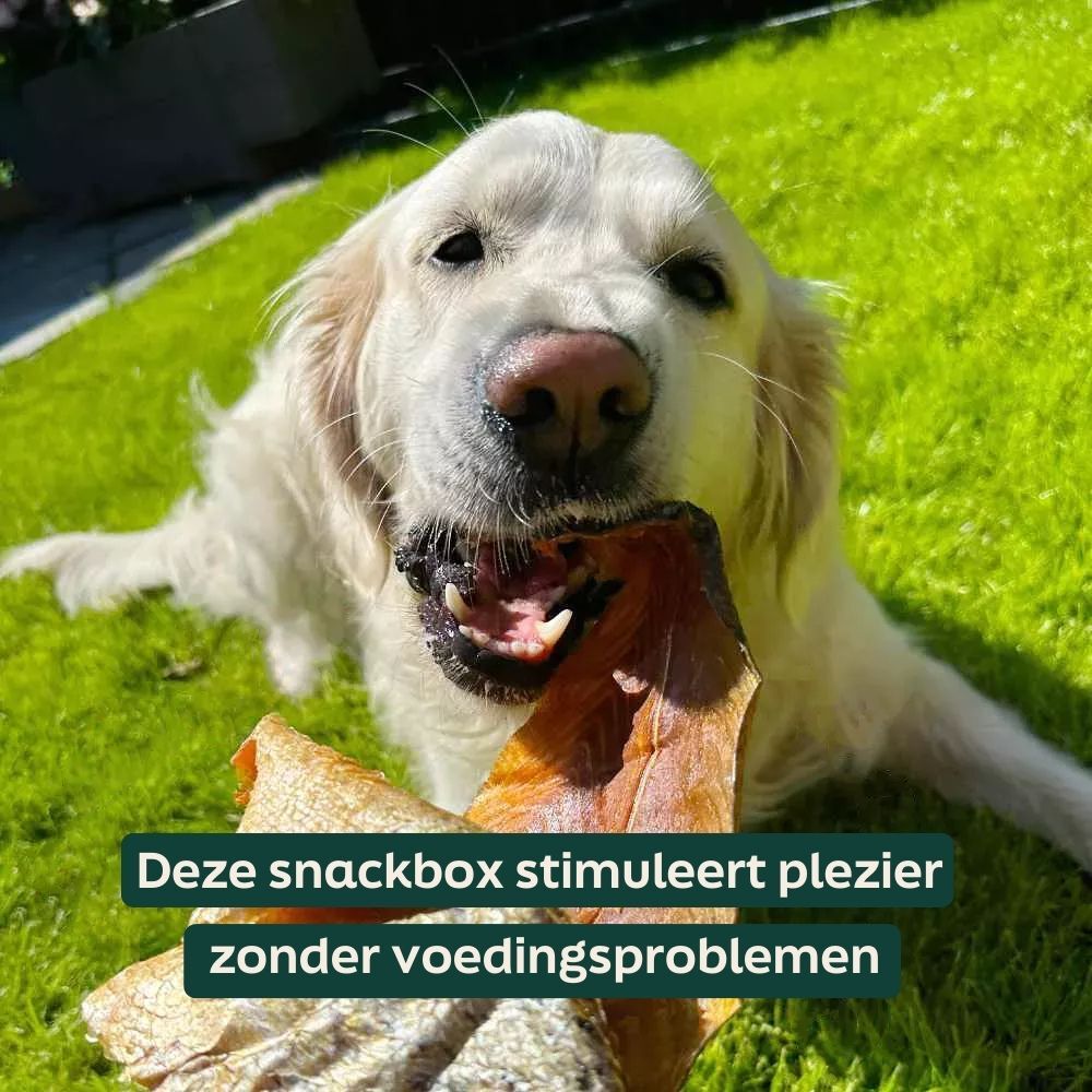 hond, bot, kauw, snack, buiten
