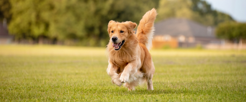 hond, golden retriever, huisdier, buiten, rennen