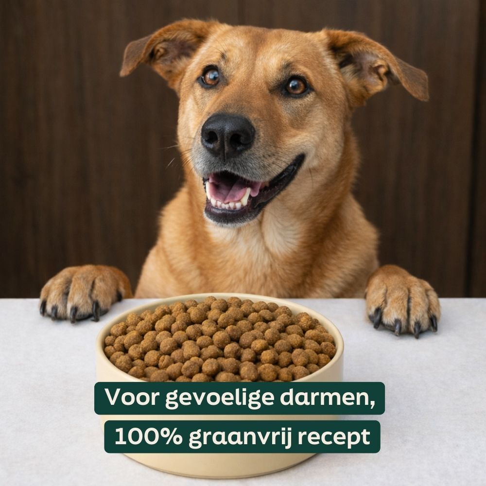 hond, huisdier, hondenvoer, kom, korrels