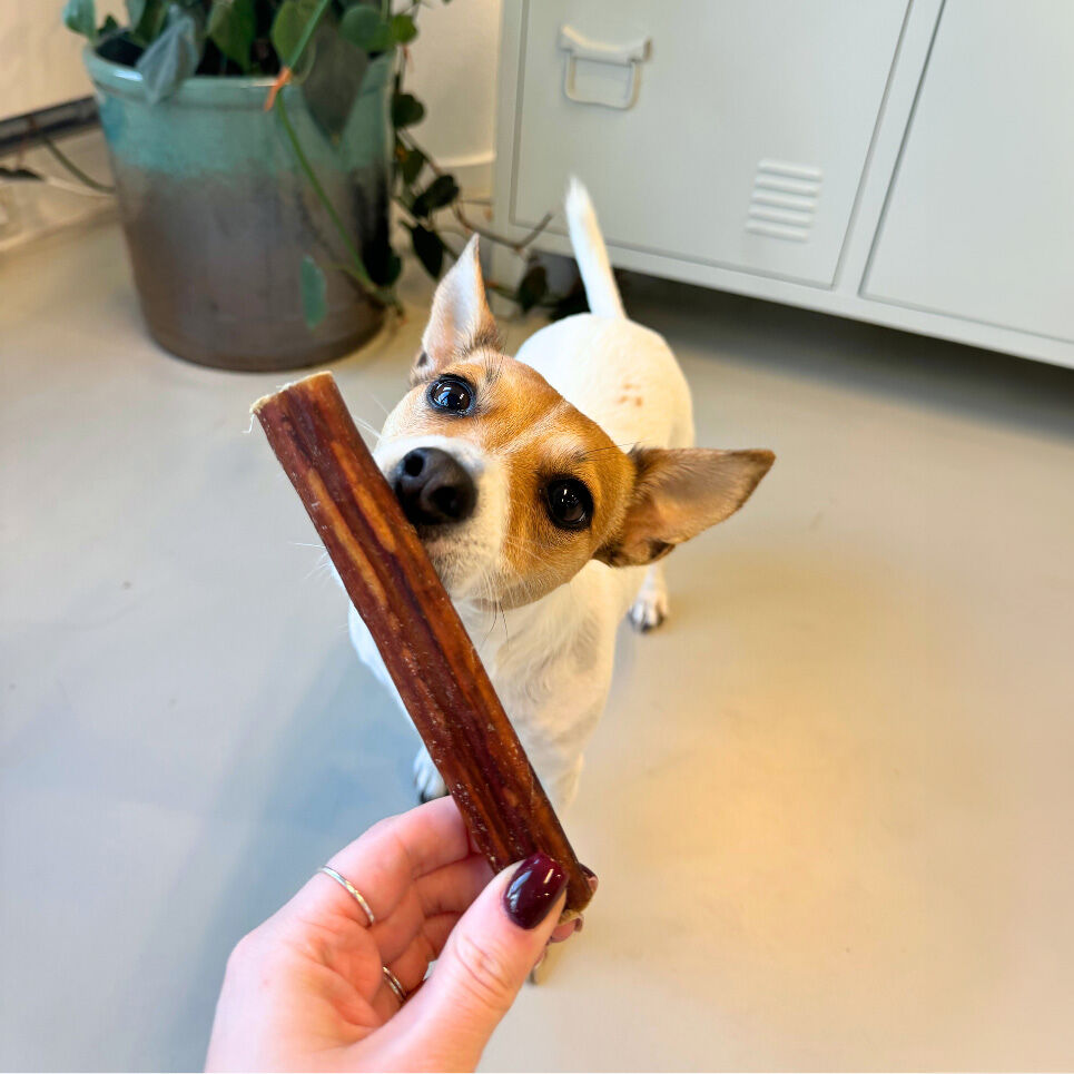 Ochsenziemer WOOOF Ochsenziemer Geschmackstest mit Bürohund Zazu