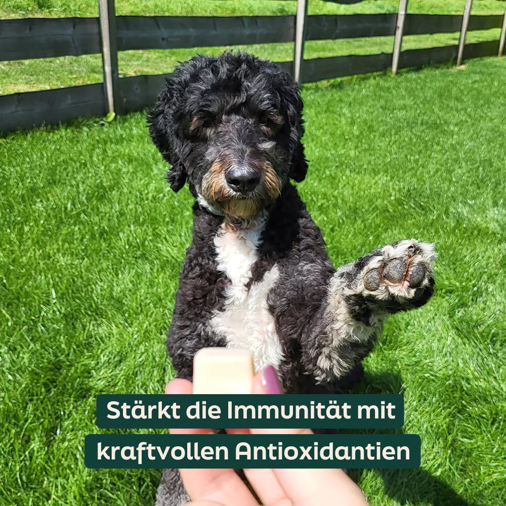 WOOOF Kurkuma-Bites – stärken die Immunität