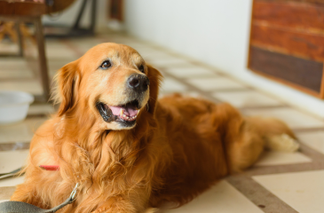 De juiste voeding voor een actief en gezond leven van je volwassen hond