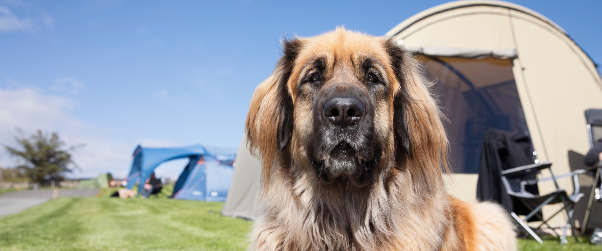 10 tips voor kamperen met een hond