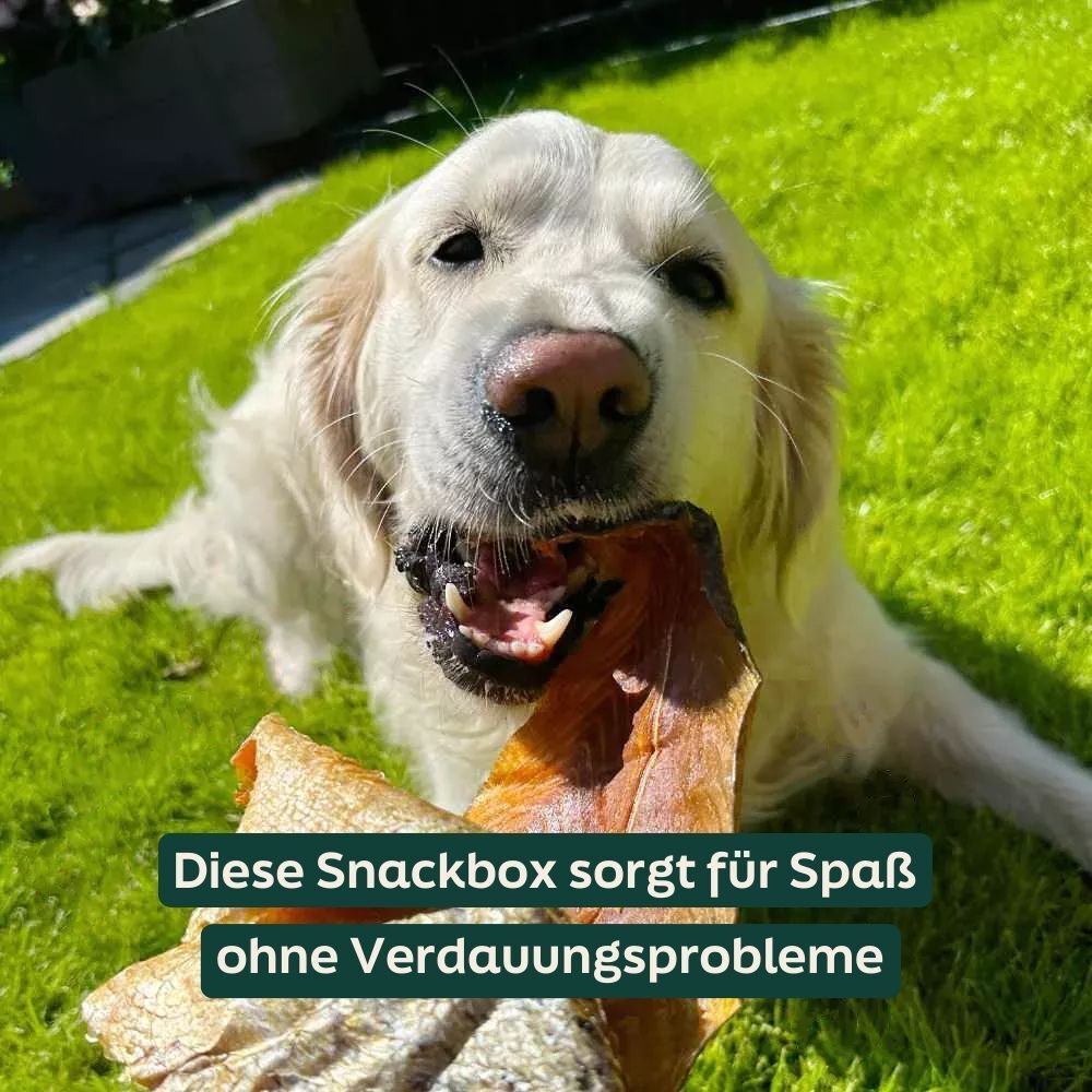 dog, golden retriever, chew toy, snack, outdoor