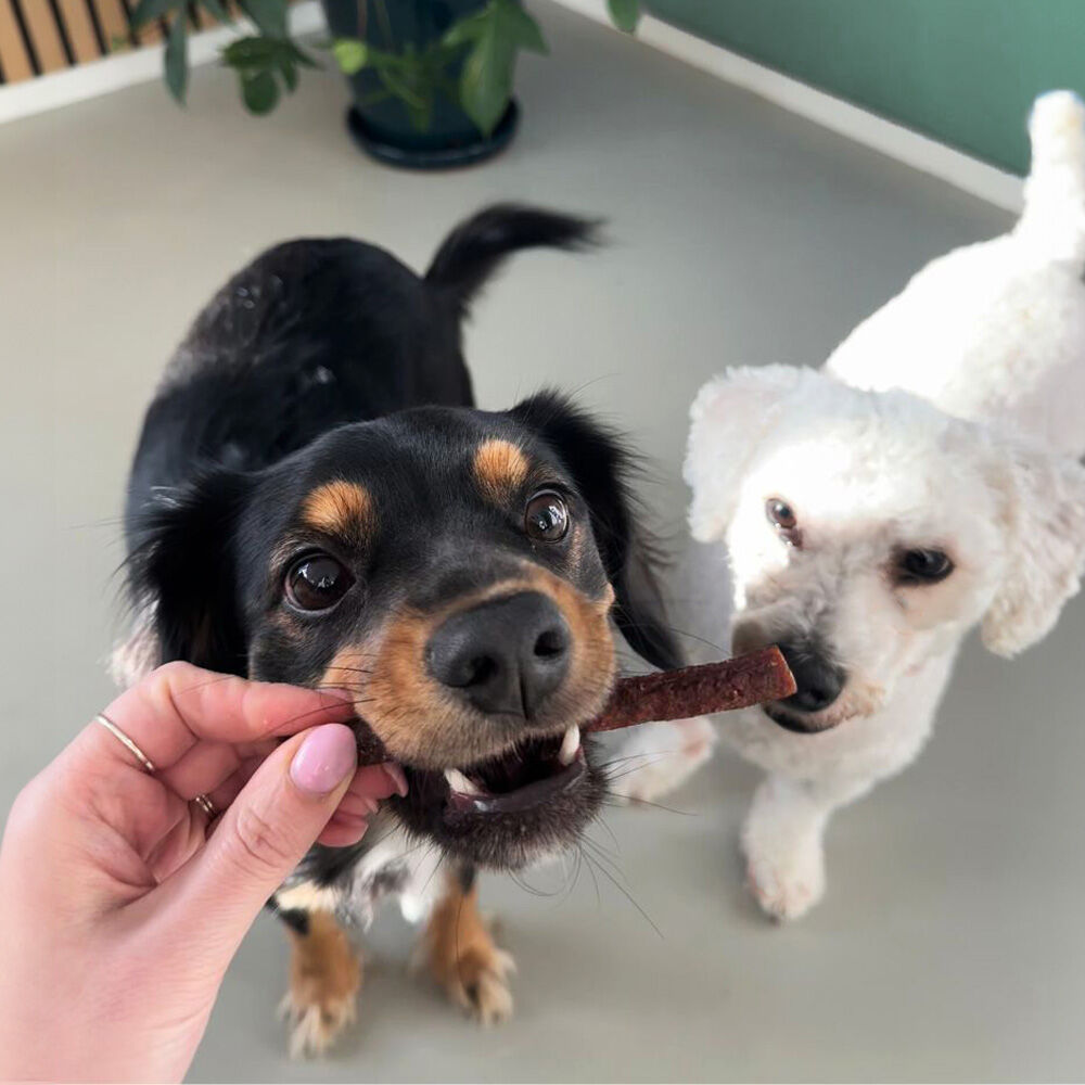 WOOOF Beefsticks smaaktest met kantoorhonden Mushu en Snowy