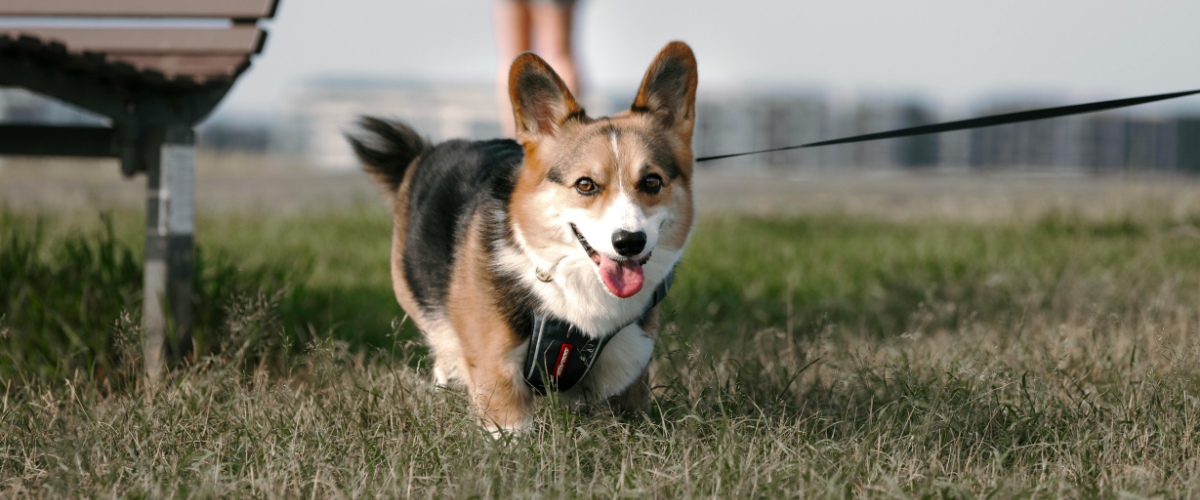 dog, collie, pet, leash, harness