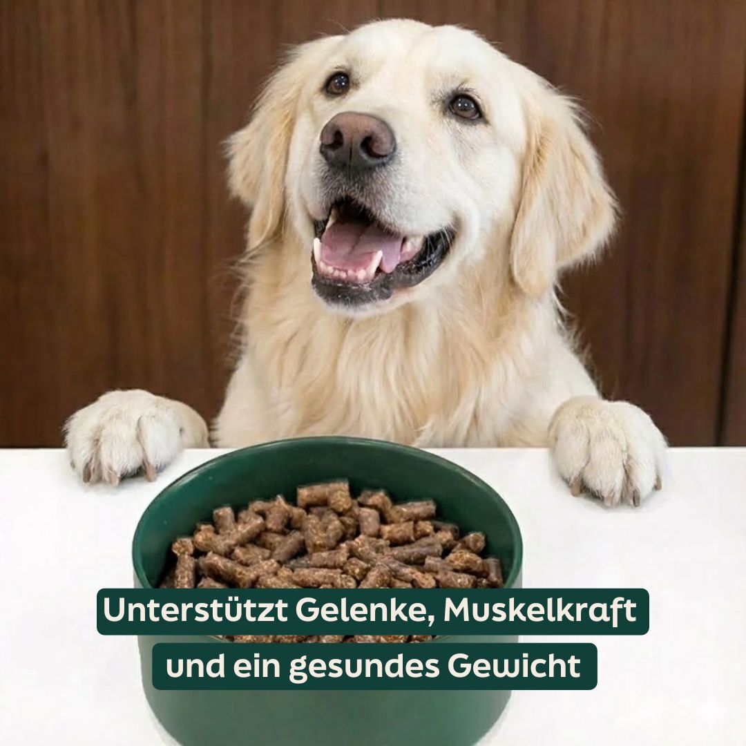 Hund mit WOOOF Senior Brocken und einem USP
