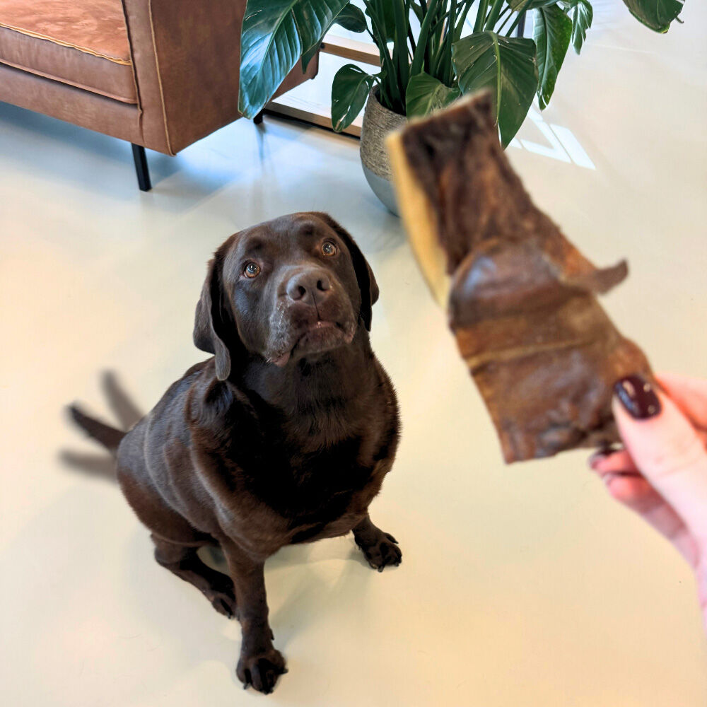 WOOOF Rinderkopfhaut WOOOF Rundhuid smaaktest met kantoorhond Hugo