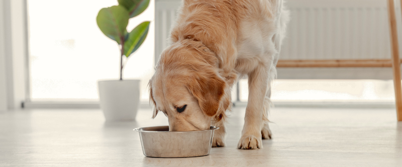 dog, huisdier, voedselbak, voeding, golden retriever