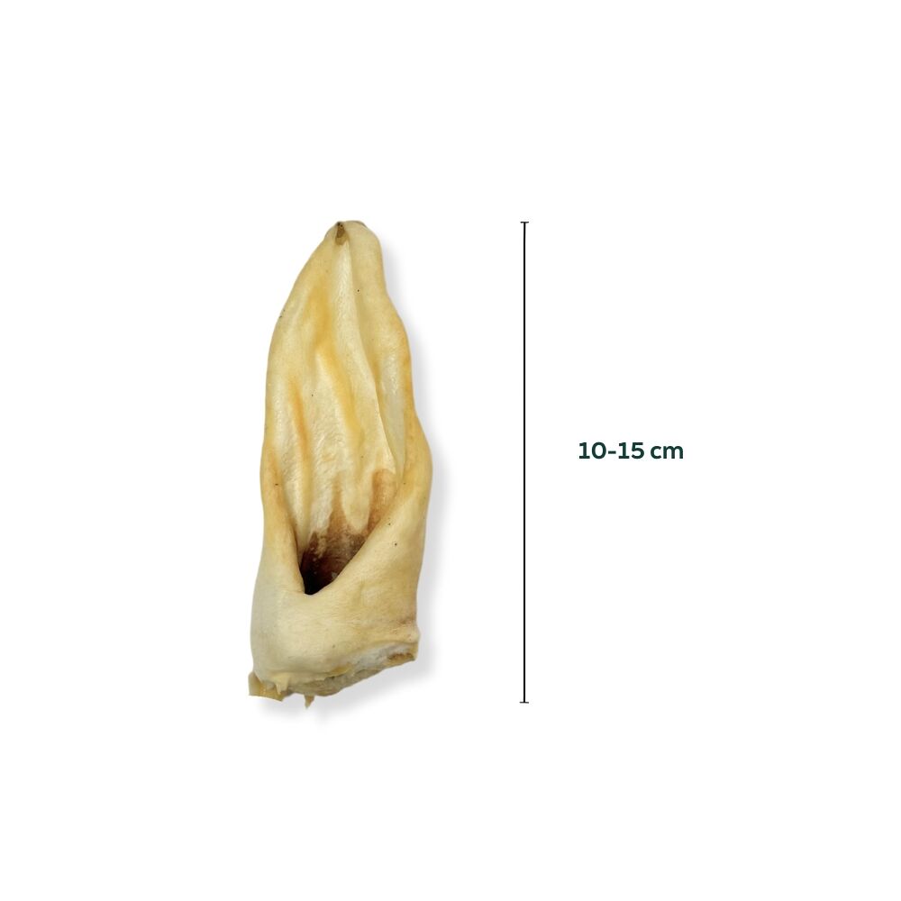 Lammohren Lammohren 10–15 cm