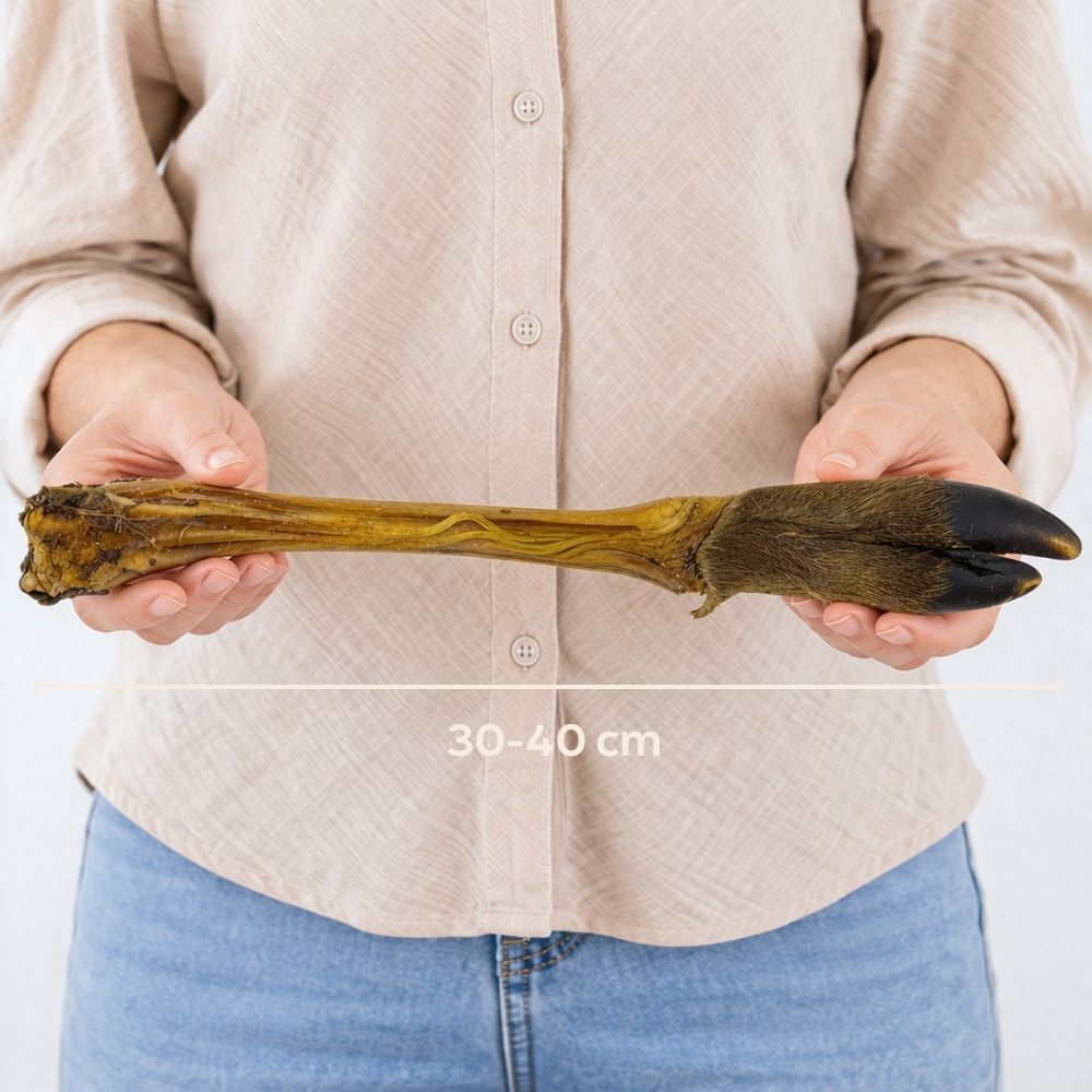 seaweed, wakame, edible, sea vegetable, flexible stalks