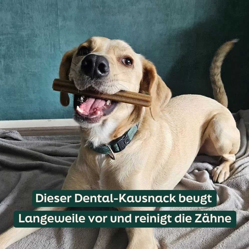 dog, chew toy, bone, collar, pet