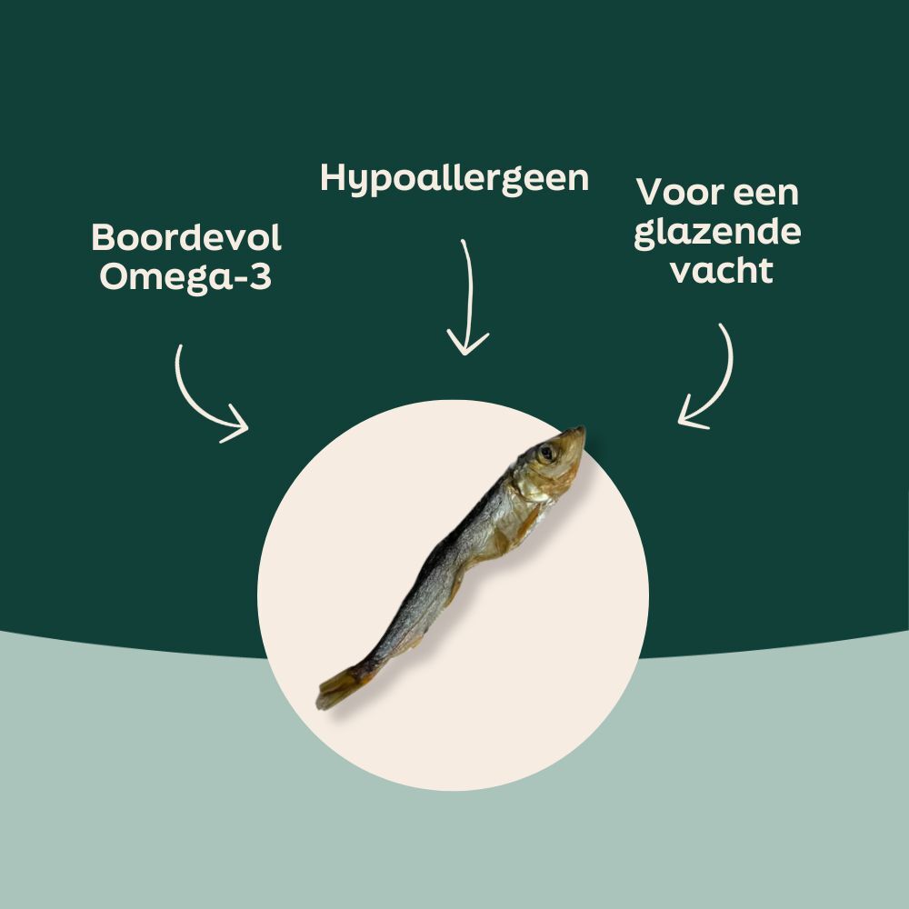 Voordelen van gedroogde sprotjes