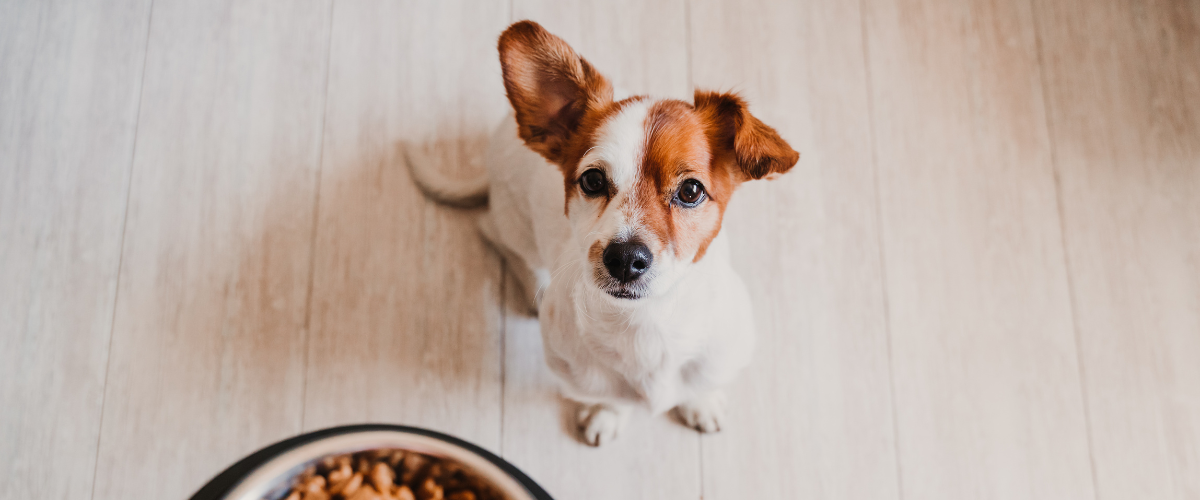 Hoe vaak moet ik mijn hond voeren? Tips voor het voeden van je hond