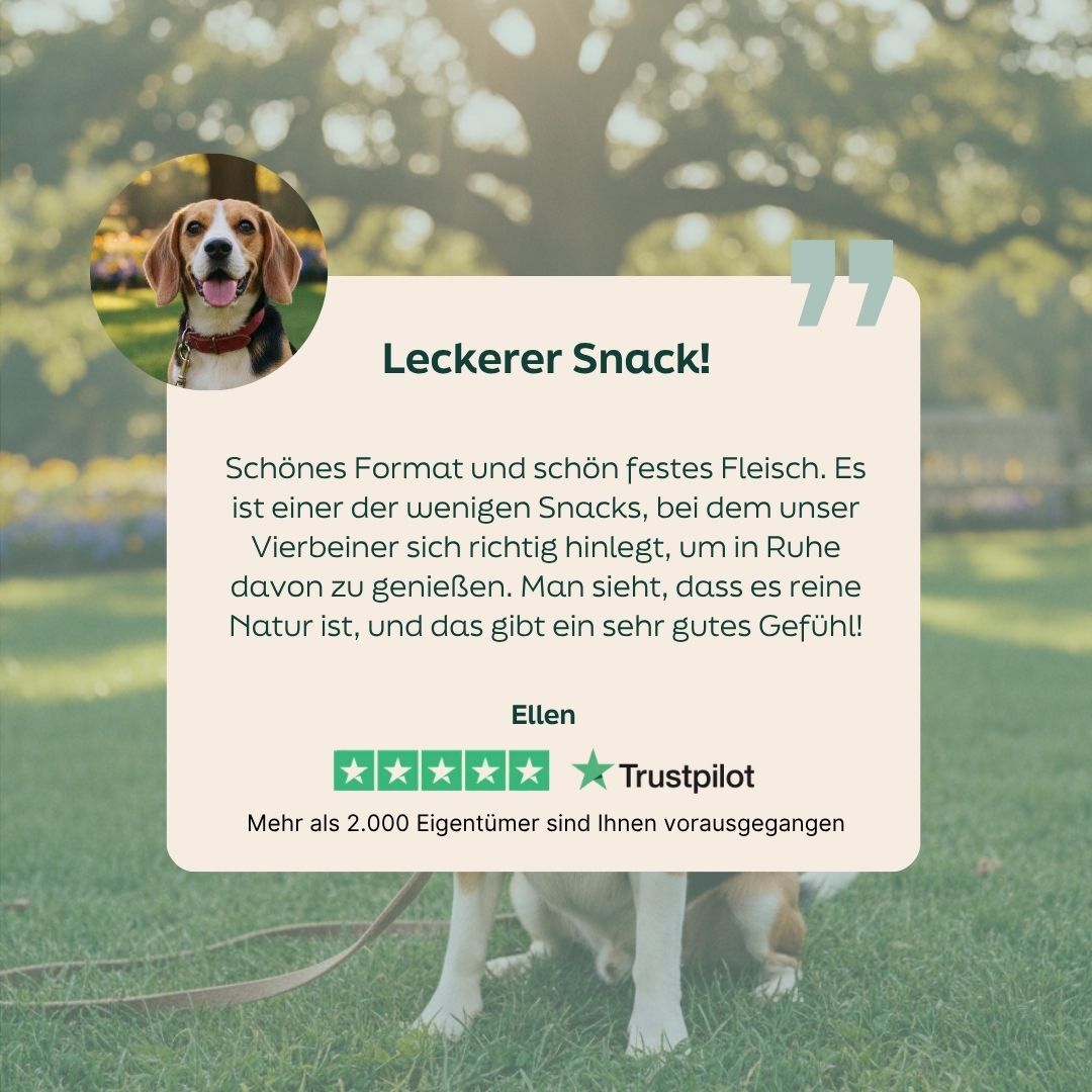 dog, pet, collar, leash, poster