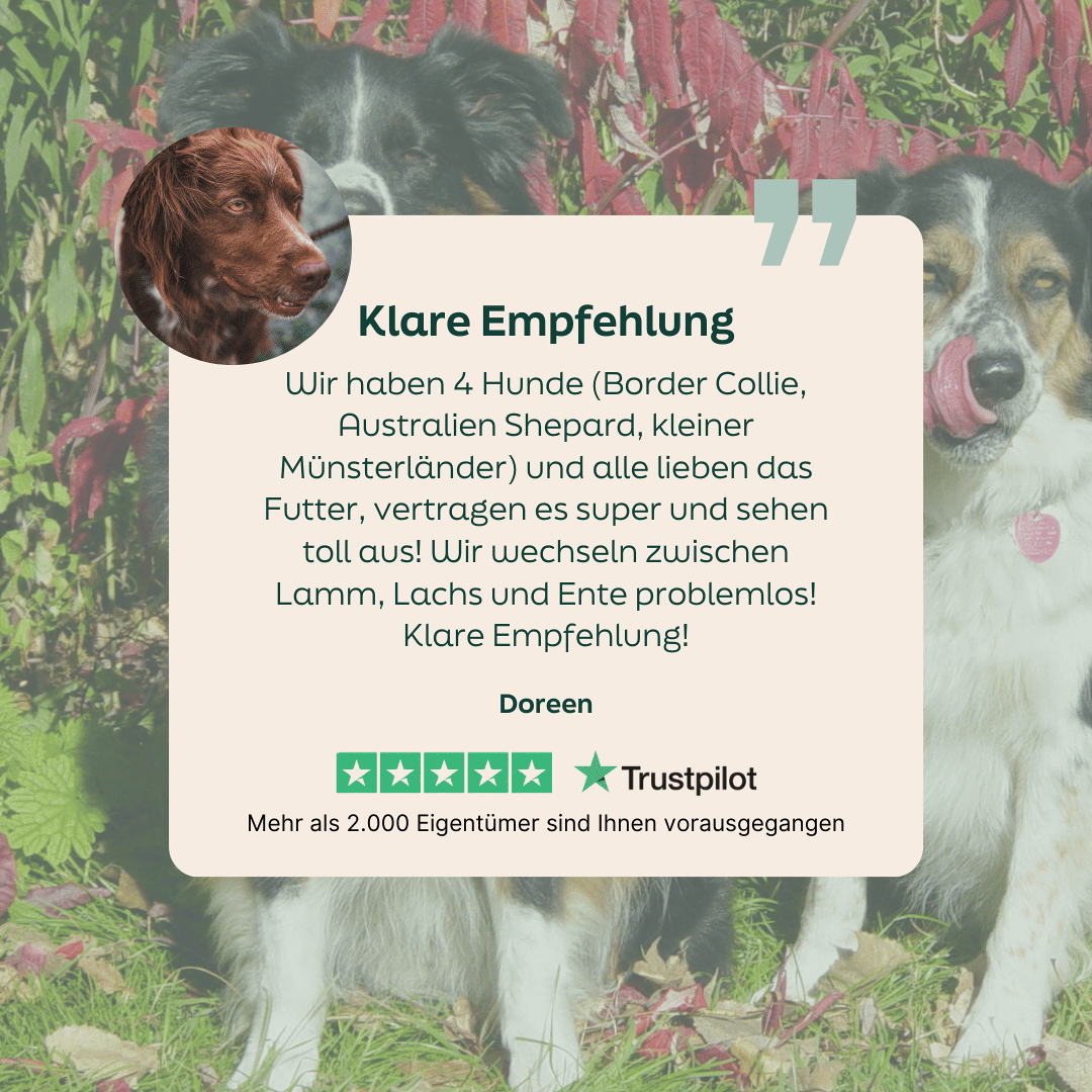 WOOOF Lamm & Kartoffel Hundefutter 5-Sterne-Bewertung zu WOOOF Lamm & Kartoffel
