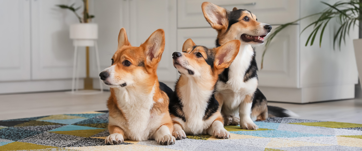 Waarom weigert mijn hond zijn voeding? Mogelijke redenen voor voedselweigering