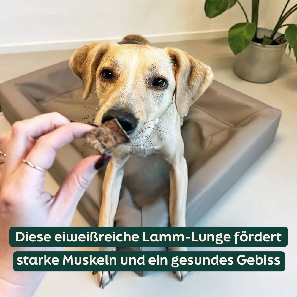 dog,  Labrador retriever, bone, treat, indoor