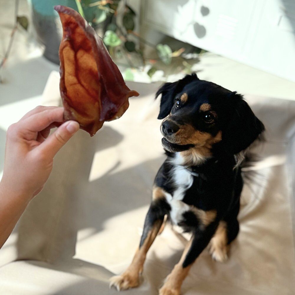 Getrocknete Schweineohren Hund mit Schweineohr