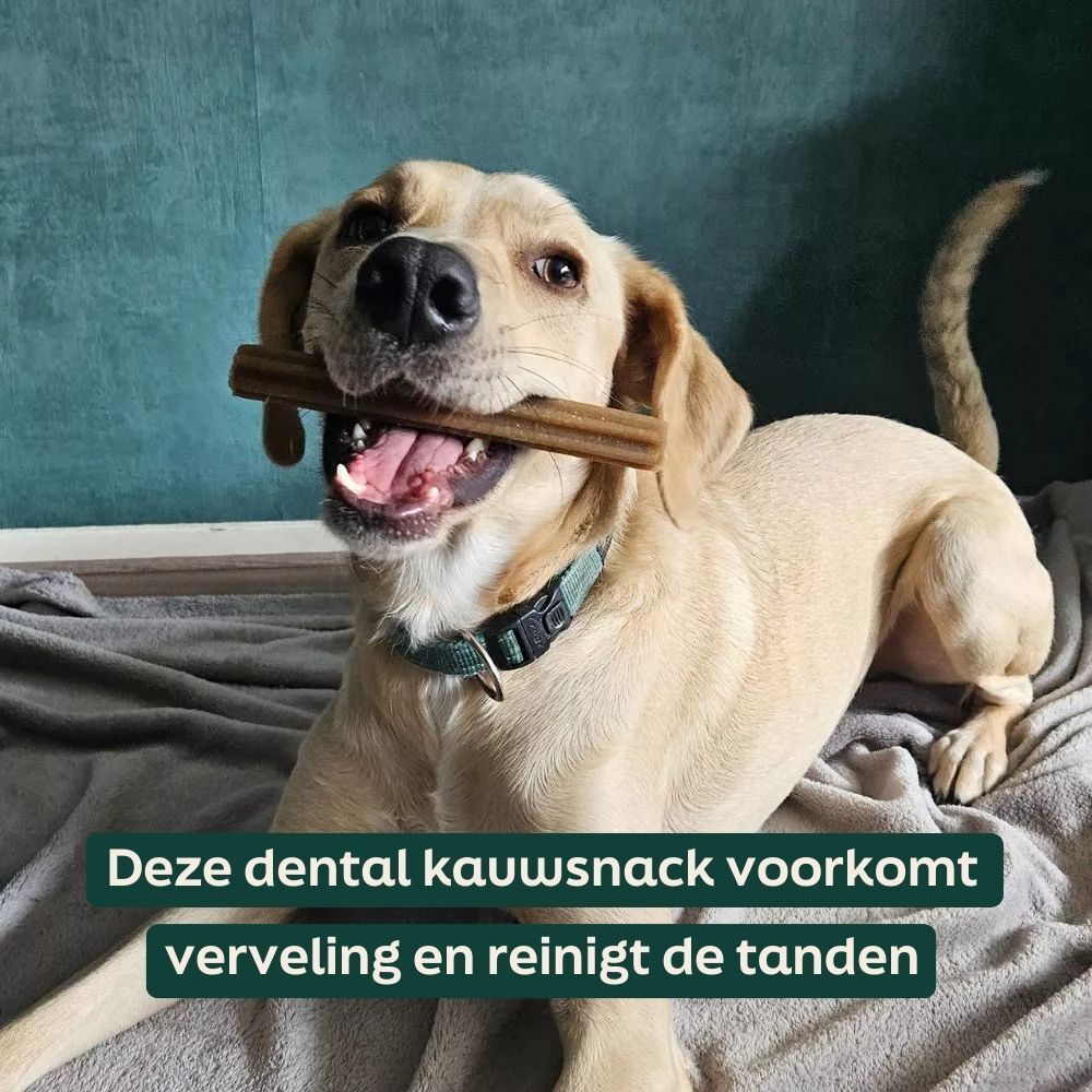 hond, bot, kauwsnack, halsband, tekst op afbeelding