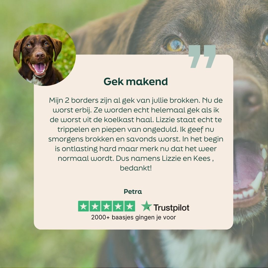 hond, gezicht, bruin, halsband, achtergrond