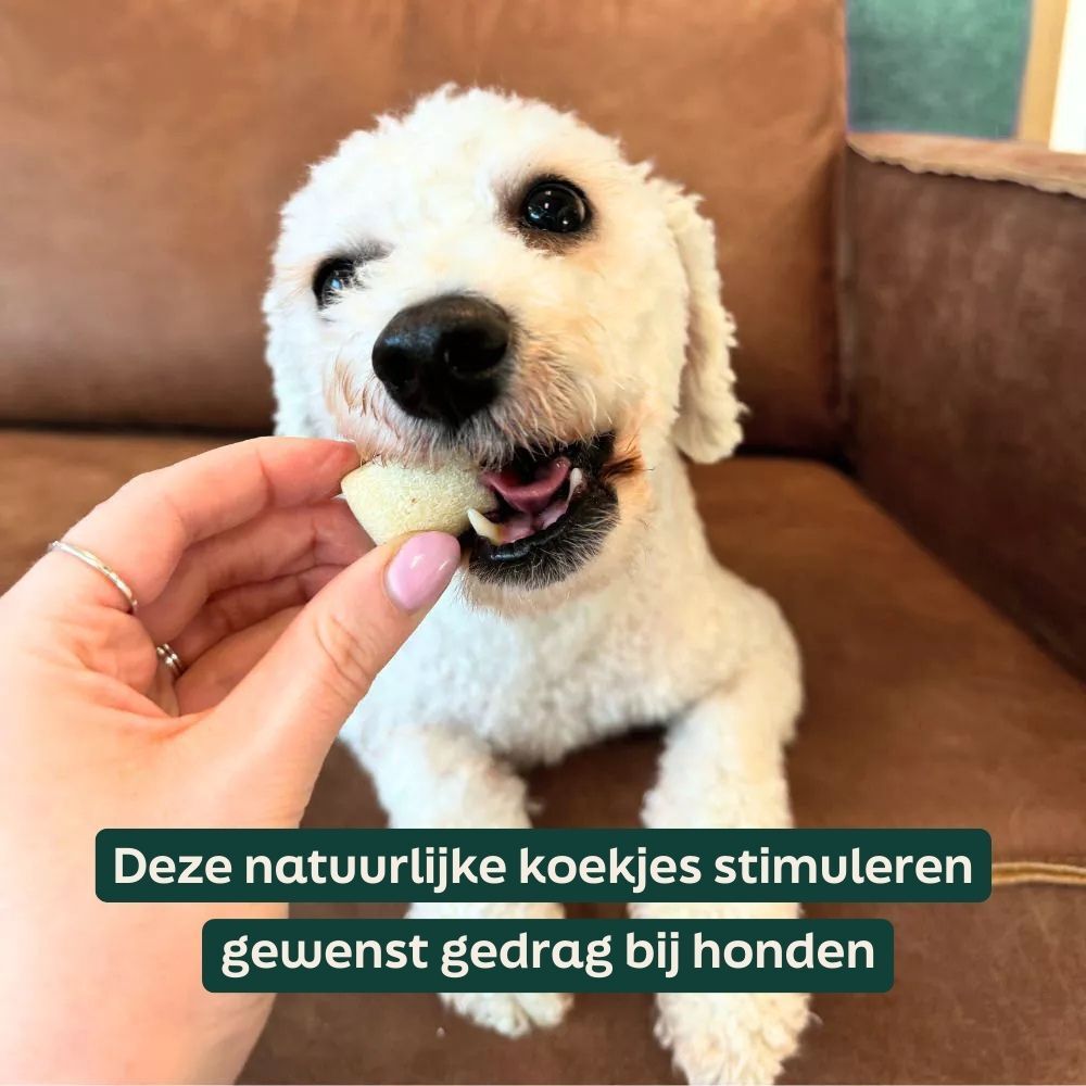 hond, speelgoed, kauwbot, wit, poedel