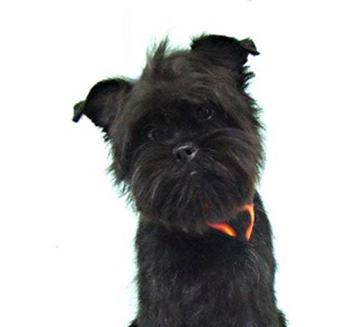 Affenpinscher
