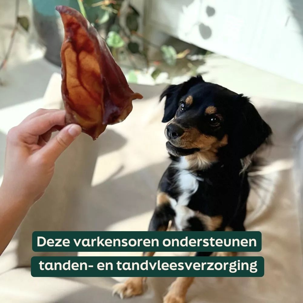 hond, hondensnoer, bruinzwartwit, huisdier, blad traktant