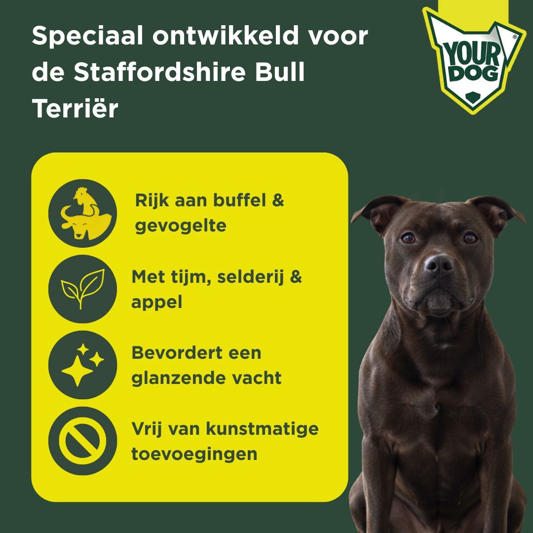 Staffordshire bull terriër