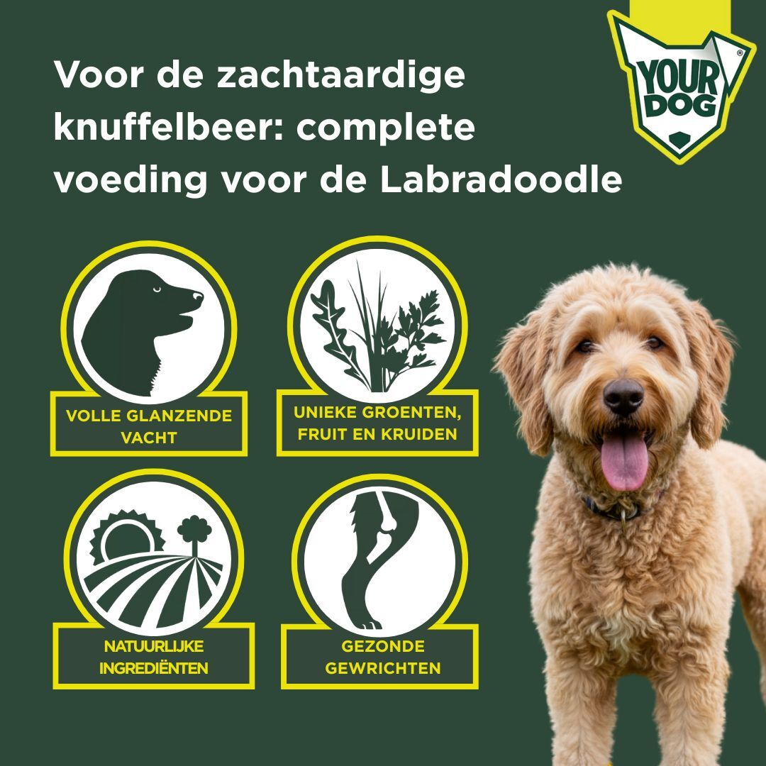 Labradoodle