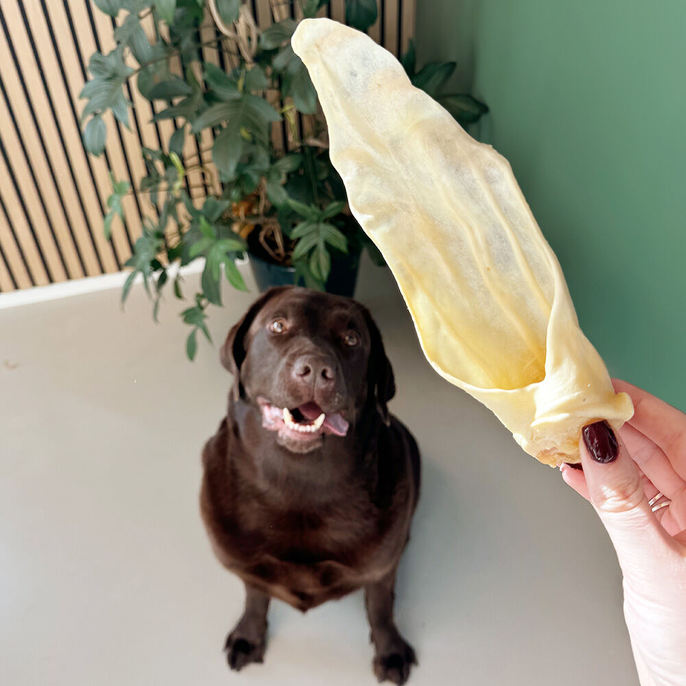 Geitenoren WOOOF geitenoor smaaktest met kantoorhond Hugo