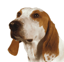 Chien français blanc et orange
