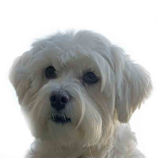 Maltezer