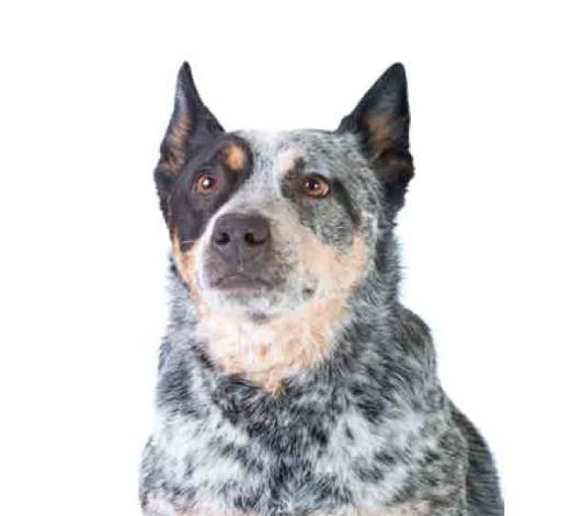 Australian cattle dog