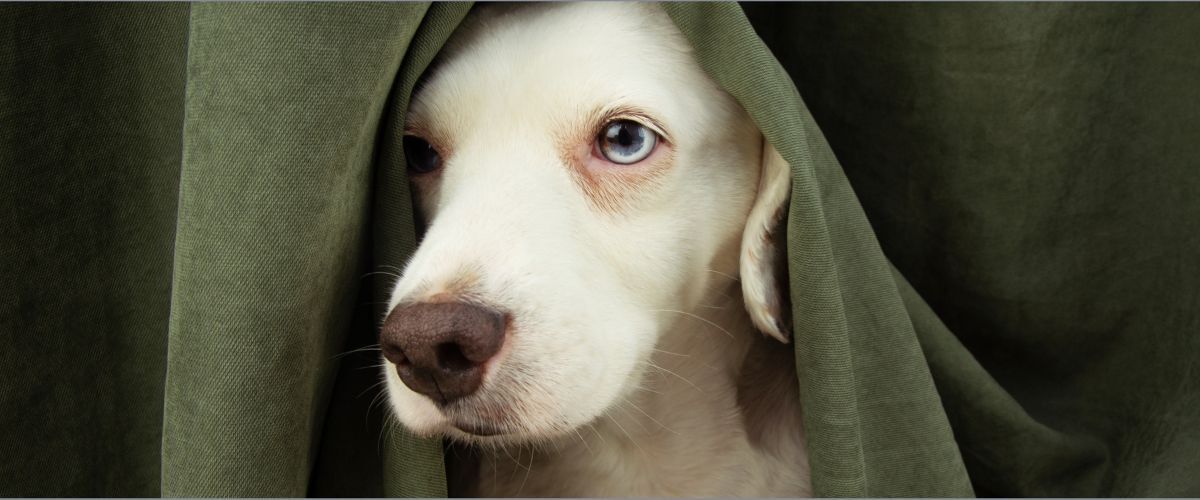 Vuurwerkangst bij honden
