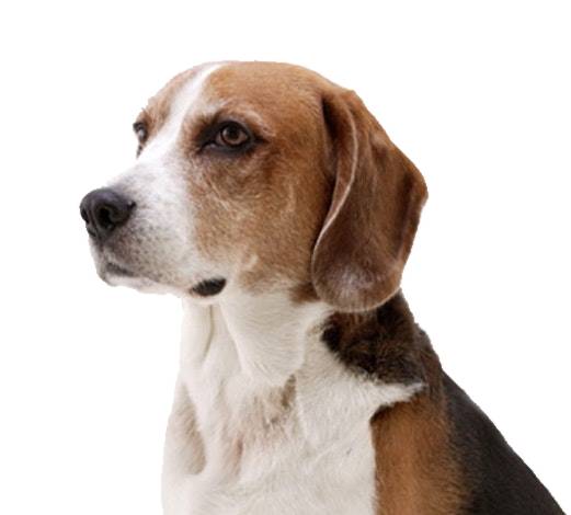 Amerikaanse foxhound